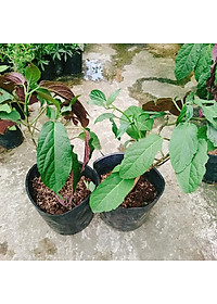 Cây Hoa Thiên Phúc - cây cảnh đẹp