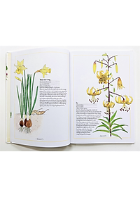 Sách Bách Khoa Thư Cho Cả Nhà - Thế Giới Các Loài Hoa Bằng Tranh