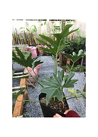 Cây trầu bà cánh phượng - cây cảnh để trong nhà + tặng phân bón cho cây