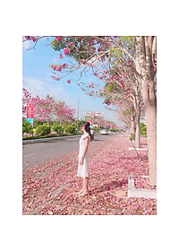 Cây Kèn Hồng - cây cảnh vườn + tặng phân bón cho cây