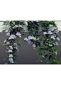 Cây Hoa Cát Đằng (dây leo) - cây cảnh vườn + tặng phân bón cho cây