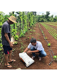 Phân bón hòa tan Israel Novacid 12-40-36+3CaO+Te, Hoà tan 100% sử dụng cho hệ thống tưới nhỏ giọt và tưới phun. Hạn chế rụng trái non, thúc hoa ra màu đẹp và tăng sức đề kháng cho cây trồng