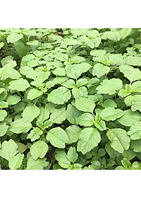 Hạt Giống Dền Xanh Lá Tròn Phú Nông