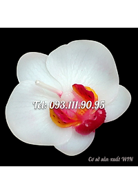 product-img-13