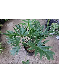 Cây trầu bà cánh phượng - cây cảnh để trong nhà + tặng phân bón cho cây