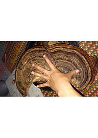 Đặc Sản Kon Tum - Nấm Hồng Chi (Linh Chi Rừng) Việt Nam Hỗ Trợ Hạn Chế U Khối Ác Tính (1Kg) - OCOP 3 Sao