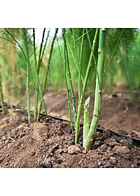 Hạt Giống Măng Tây Xanh Rado 636 0.2gr - RẠNG ĐÔNG - năng suất ổn định 1 năm (sau gieo) và có thể kéo dài từ 2-3 năm