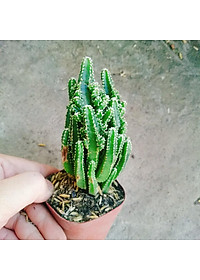 Xương Rồng Thanh Sơn - cây cảnh để bàn