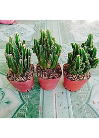 Xương Rồng Thanh Sơn - cây cảnh để bàn