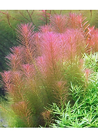 Cây thủy sinh Luân Thảo Đỏ 20-25 nhánh , chỉ đỏ (Hậu cảnh)