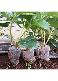 Viên Nén Xơ Dừa Trồng Ngó Dâu Thông Minh SGS (set 100 viên) đã bao gồm phân bón hữu cơ cho cây phát triển tốt trong 30 ngày