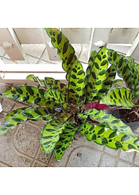 Cây Đuôi Phụng - cây cảnh để bàn