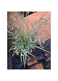 Cây Lữ Phụng Tiên - cây cảnh để bàn + tặng phân bón cho cây