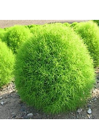 Hạt giống Cỏ Đổi Màu Hà Lan VTS145