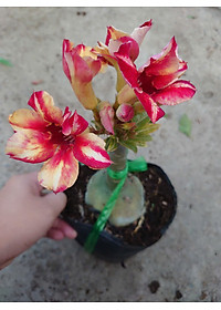 Cây Hoa Sứ Thái Ghép (giao màu ngẫu nhiên)