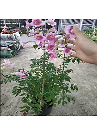 Cây hồng thiên hương (cây leo) - cây cảnh đẹp + tặng phân bón cho cây