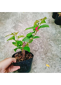 Cây hoa giấy đổi màu Ấn Độ - cây cảnh để bàn + tặng phân bón cho cây