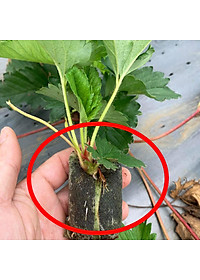 Viên Nén Xơ Dừa Trồng Ngó Dâu Thông Minh SGS (set 100 viên) đã bao gồm phân bón hữu cơ cho cây phát triển tốt trong 30 ngày