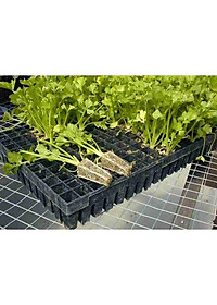 Hạt giống Cần Tây THERA - GÓI 5gram - RẠNG ĐÔNG - độ đồng đều cao , thân lá màu xanh mướt ,lá to có khía sâu ,mùi rất thơm