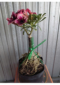 Cây Sứ Thái Kép Hoa Tím - cây cảnh để trong nhà + tặng phân bón cho cây