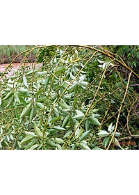 Tiêu rừng Kon Tum ( màng tang) hút chân không