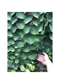 Cây tắc kè thái - cây cảnh vườn + tặng phân bón cho cây