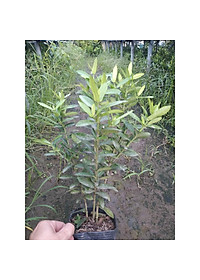 Mẫu đơn ngũ sắc - cây cảnh để bàn + tặng phân bón cho cây