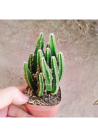 Xương Rồng Thanh Sơn - cây cảnh để bàn