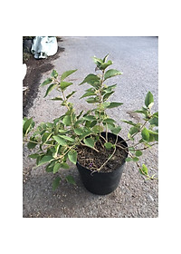 Cây Ngọc Long Châu - cây cảnh vườn + tặng phân bón cho cây