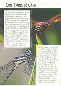 Sách Những Loài Bọ Phá Kỷ Lục - Côn Trùng Có Cánh