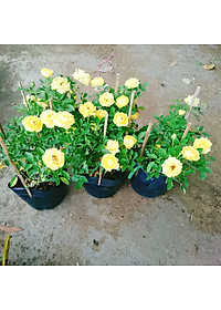 product-img-9