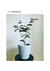 Cây Cánh Bướm - Cây cảnh để bàn + tặng phân bón cho cây