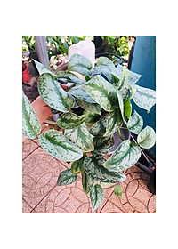 Cây trầu bà pháp - cây cảnh để trong nhà + tặng phân bón cho cây