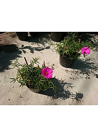 Cây hoa mười giờ mỹ - cây cảnh vườn + tặng phân bón cho cây