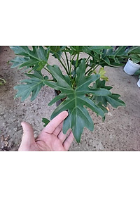 Cây trầu bà cánh phượng - cây cảnh để trong nhà + tặng phân bón cho cây