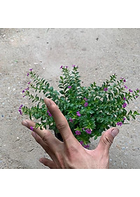  Cây cẩm tú mai nhiều thân nhánh xum xuê phù hợp trồng trang trí  cảnh quan, sân vườn và công viên