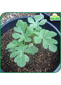 Hạt giống Dưa Hấu Rado 331 (10 hạt) trái to, dài, ruột đỏ, ngọt, kháng sâu bệnh, trồng quanh năm - Hạt giống Rạng Đông