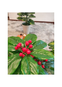 product-img-5