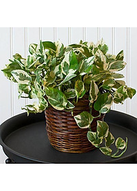 Cây trầu bà cẩm thạch - trầu bà ngọc thủy - cây cảnh để bàn + tặng phân bón cho cây