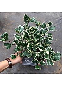 Cây BÀNG CẨM THẠCH - Bàng Trái Tim Mini để bàn