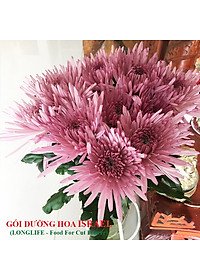 Bộ 5 hộp Chế phẩm xử lý hoa Longlife của Israel - Bảo quản hoa cắm bình tươi lâu và 14 ngày không thối nước