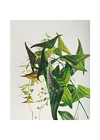 Cây Bướm Xuân - cây cảnh để bàn + tặng phân bón cho cây