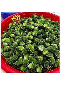 (COMBO 2 HŨ) TRÀ TRÁI KHỔ QUA RỪNG HŨ 45g - HƯƠNG SEN VIỆT