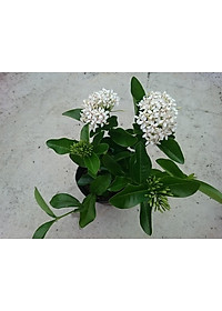 Cây Mẫu Đơn Trắng (Lá Trung) - cây bông trang trắng - cây cảnh vườn + tặng phân bón cho cây