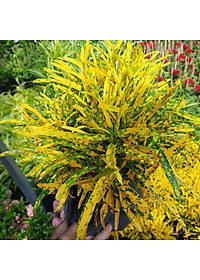 Cây vàng bạc + Tặng phân bón cho cây mau lớn