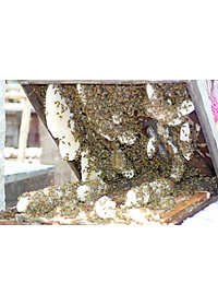 product-img-7