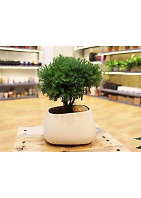 Cây Tùng Bồng Lai - cây cảnh để bàn + tặng phân bón cho cây