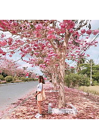 Cây Kèn Hồng - cây cảnh vườn + tặng phân bón cho cây