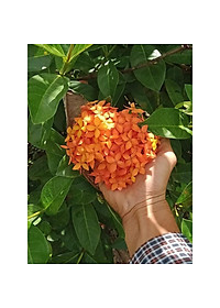 Mẫu Đơn Mỹ Cam - Cây Bông Trang Cam + Tặng phân bón