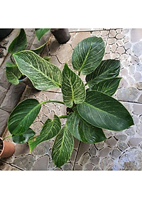 Cây Đế Vương Kim Cương - Cây cảnh để bàn + Tặng phân bón cho cây